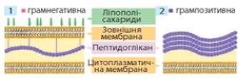 https://uahistory.co/pidruchniki/sobol-biology-and-ecology-10-class-2018-standard-level/sobol-biology-and-ecology-10-class-2018-standard-level.files/image055.jpg